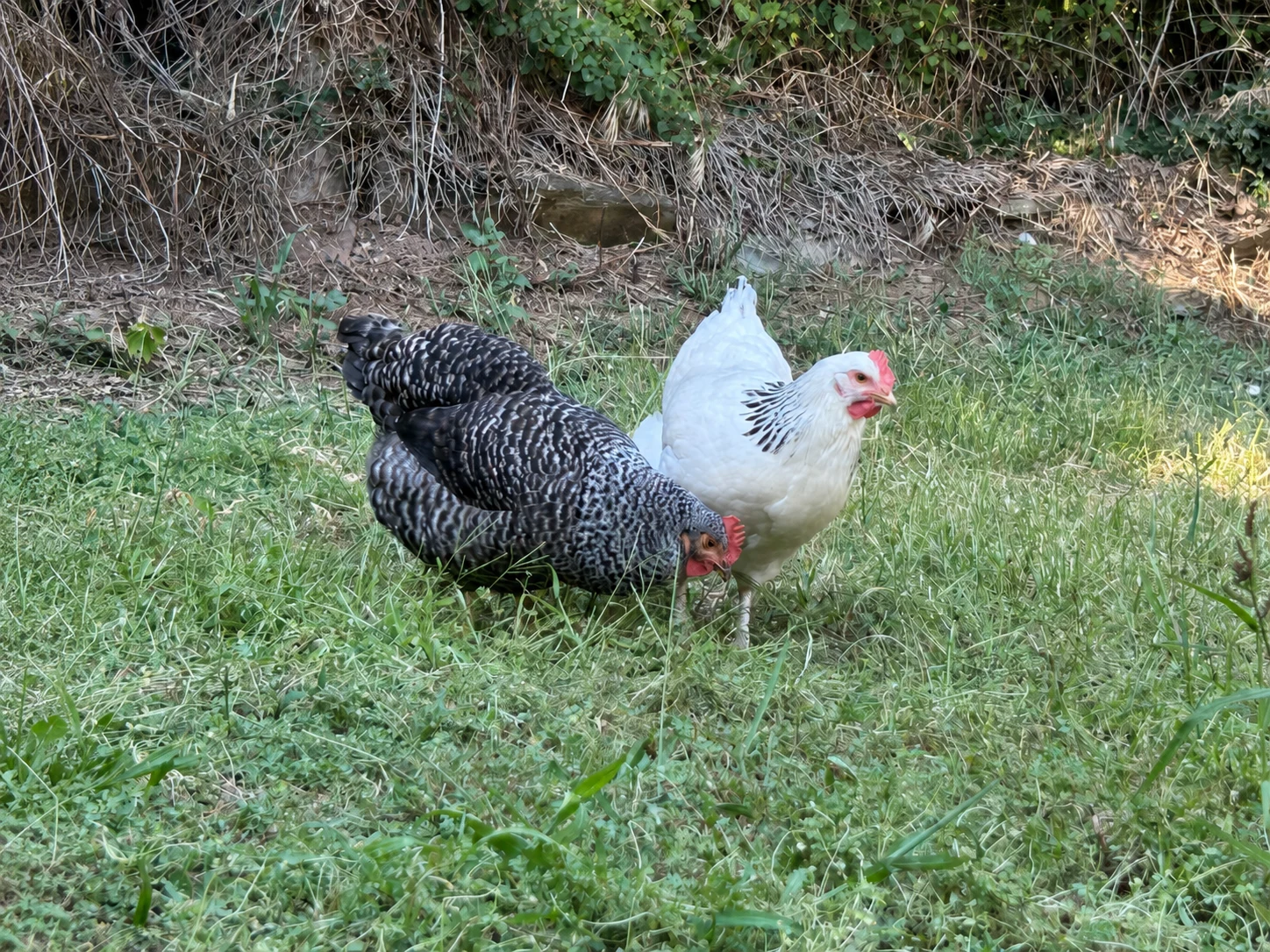 Tres gallinas en el campo de CampFest